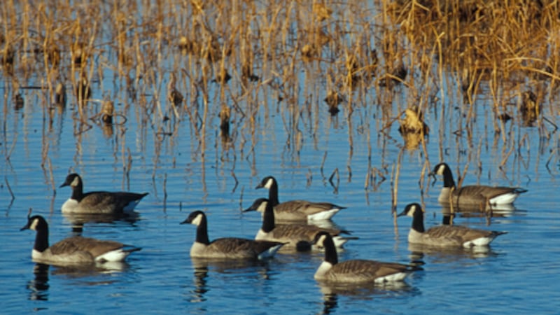 El MDC lleva a cabo una vigilancia de la gripe aviar altamente patógena en aves acuáticas...