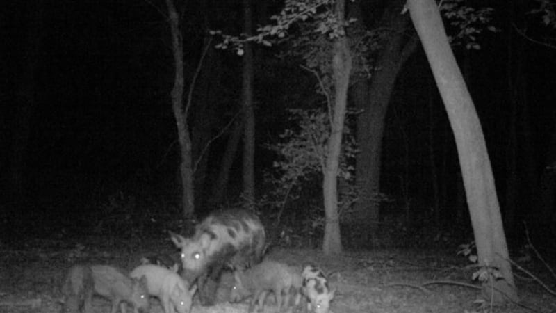 Las recientes iniciativas para erradicar a los jabalíes, una especie altamente invasora, del...