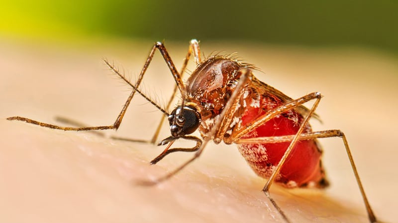 Otro grupo de mosquitos del sur de Illinois ha dado positivo en las pruebas del virus del Nilo...