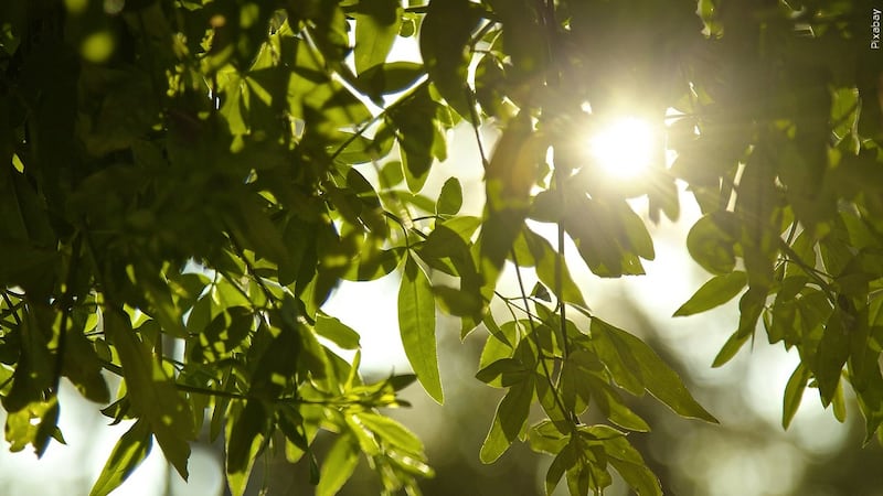 File photo of sun and trees.