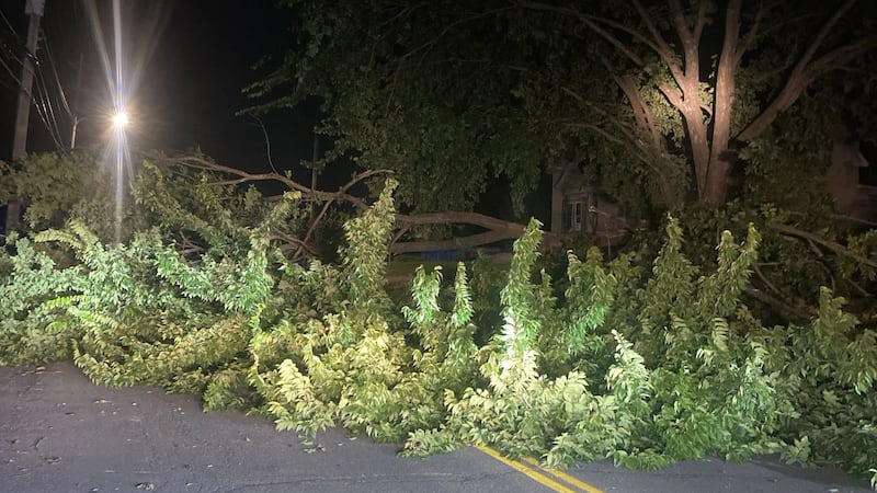 Desde el lunes 29 de junio, un árbol caído ya no bloquea un tramo de la KY 116/West State Line...