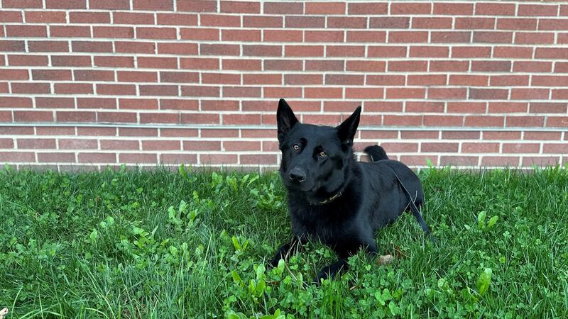 El Departamento de Policía de Cape Girardeau presentó a una de sus nuevas incorporaciones a su...
