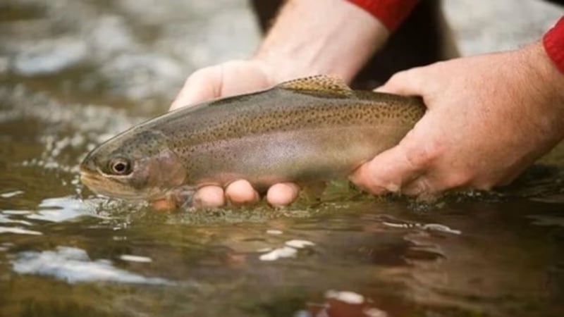 Trout fishing