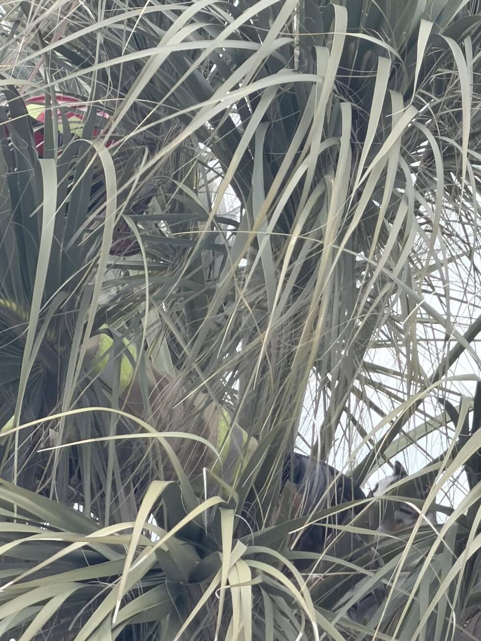 Rescate en las alturas con un final feliz en Tybee Island.