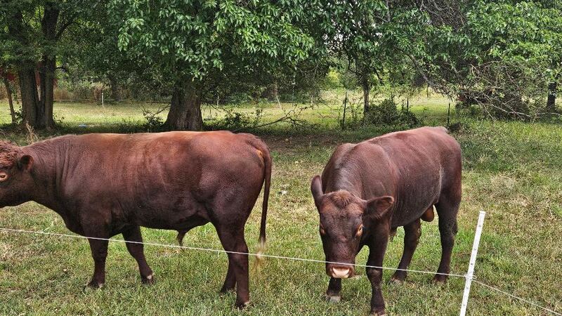 Los investigadores están buscando información que podría conducir al paradero de los toros...