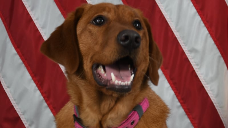 La perra K9 Bonnie, de Murray, Kentucky, estará mejor protegida contra balas y objetos...