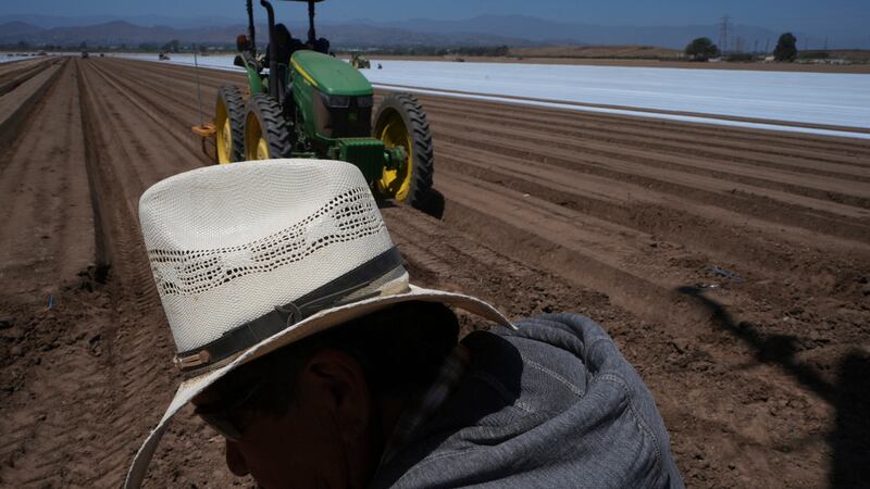 Trabajadores agrícolas trabajan en un campo de fresas en Oxnard, California, el miércoles 18...
