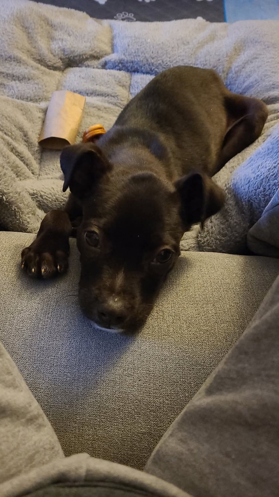 El camino hacia la recuperación continúa para Ember, un cachorro de dos meses rescatado por...