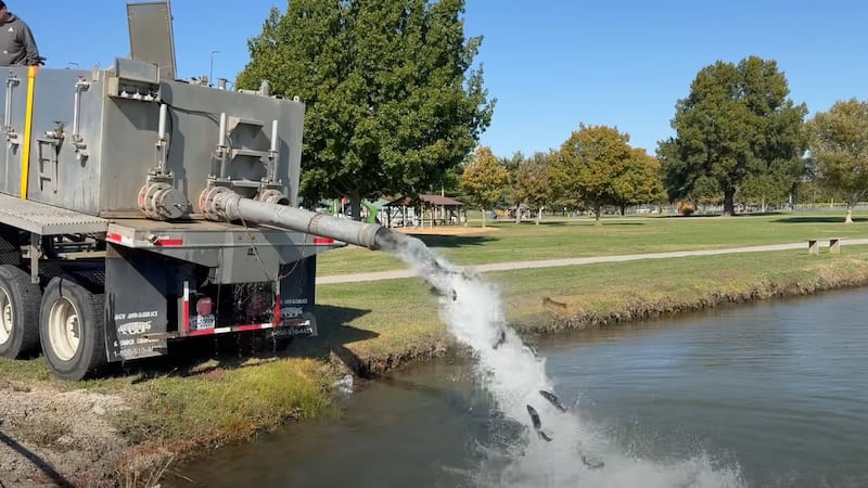 El programa de invierto de pesca de truchas está en marcha, con equipos de trabajo realizando...