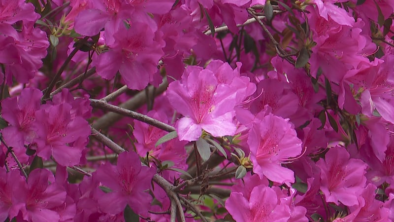 Ya ha comenzado la cuenta atrás para el Festival Dogwood Azalea 2026 de Charleston, que traerá...