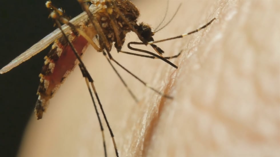 Los casos de virus del Nilo Occidental están aumentando en todo el país y en Missouri.