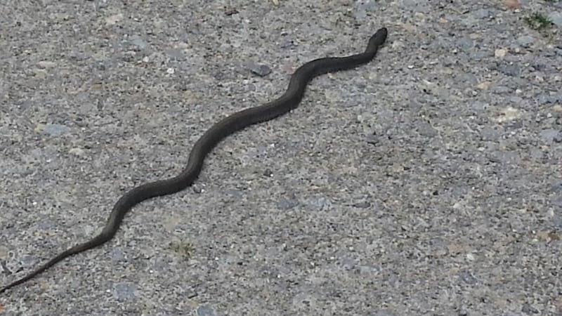 Snake Road permanecerá cerrada temporalmente debido a la migración bianual de serpientes y...