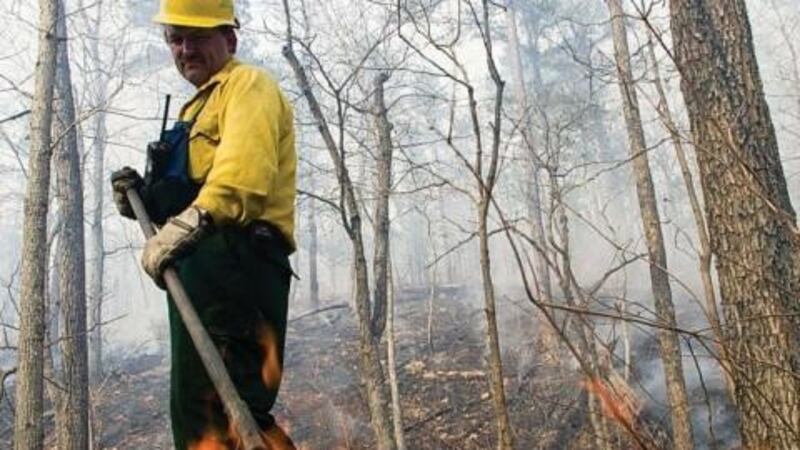 Explicaron que la operation ayuda a reducir la vegetación descuidada para proteger a...
