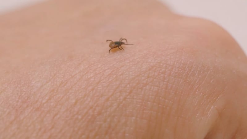 Es esa época del año en la que a todos nos encanta el buen tiempo y estar al aire libre en la...