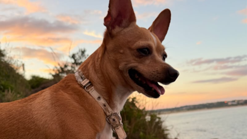 Un evento para adoptar mascotas planeado para la feria distrital de SEMO el sábado ha sido...