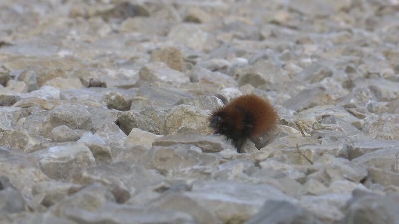 El invierno está a solo unos meses y las famosas orugas peludas han desatado el debate sobre...