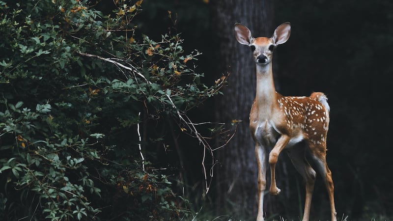 Podrían producirse cambios en el Código de Vida Silvestre de Missouri, y el Departamento de...