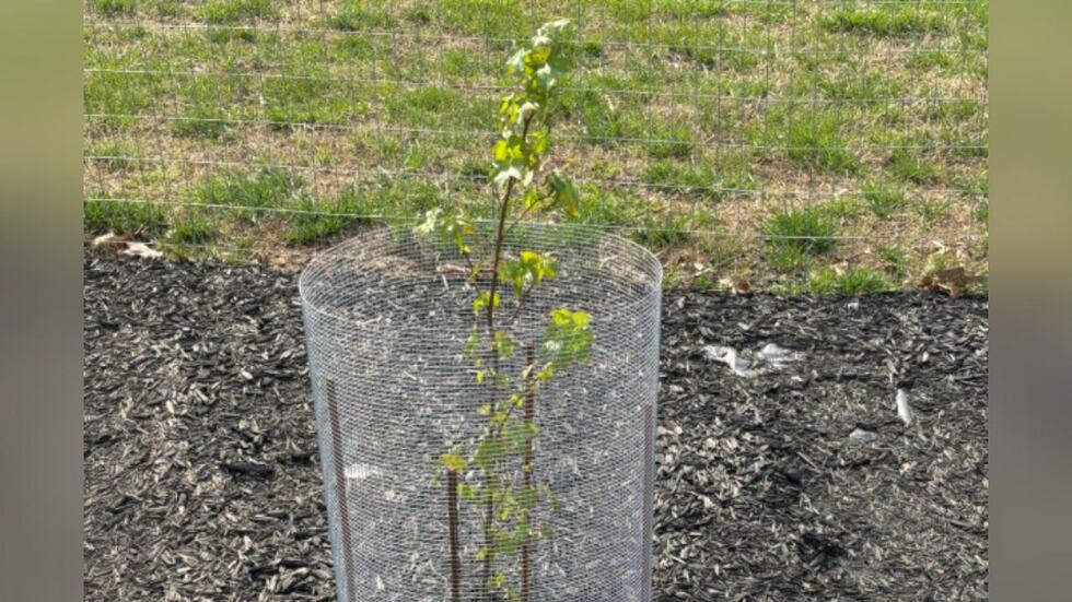 Árbol Lunar Artemis