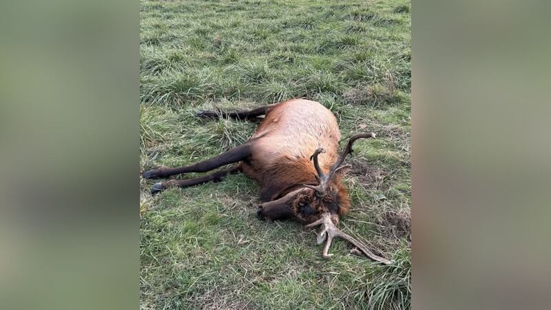 Según el MDC, recientemente un alce macho fue cazado furtivamente y abandonado en el Área de...