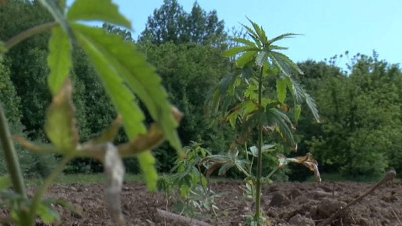 El Sexto Simposio Anual sobre el Cannabis de la Universidad del Sur de Illinois en Carbondale...
