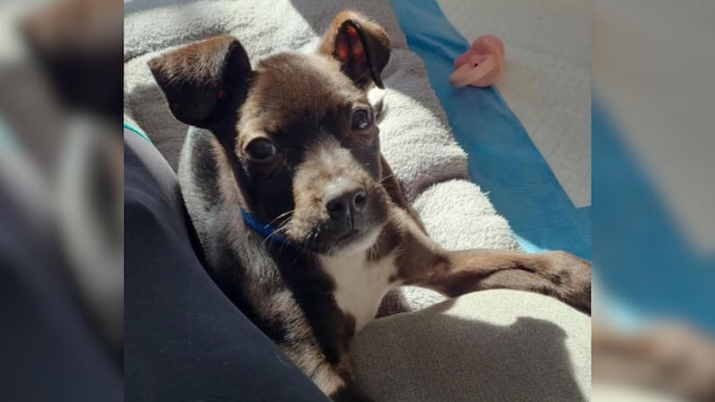 El camino hacia la recuperación continúa para Ember, un cachorro de dos meses rescatado por...