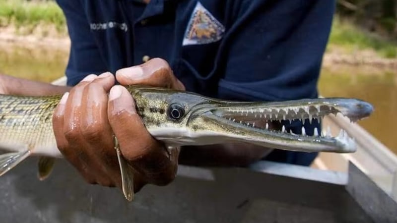 Agentes del Departamento de Conservación de Missouri (MDC) han repoblado recientemente docenas...