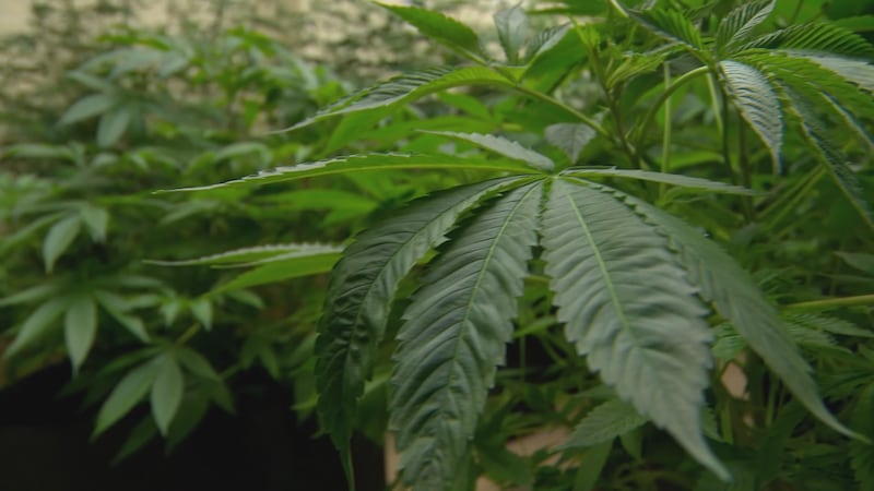 La División de Regulación del Cannabis (DCR) del Departamento de Salud y Servicios para...