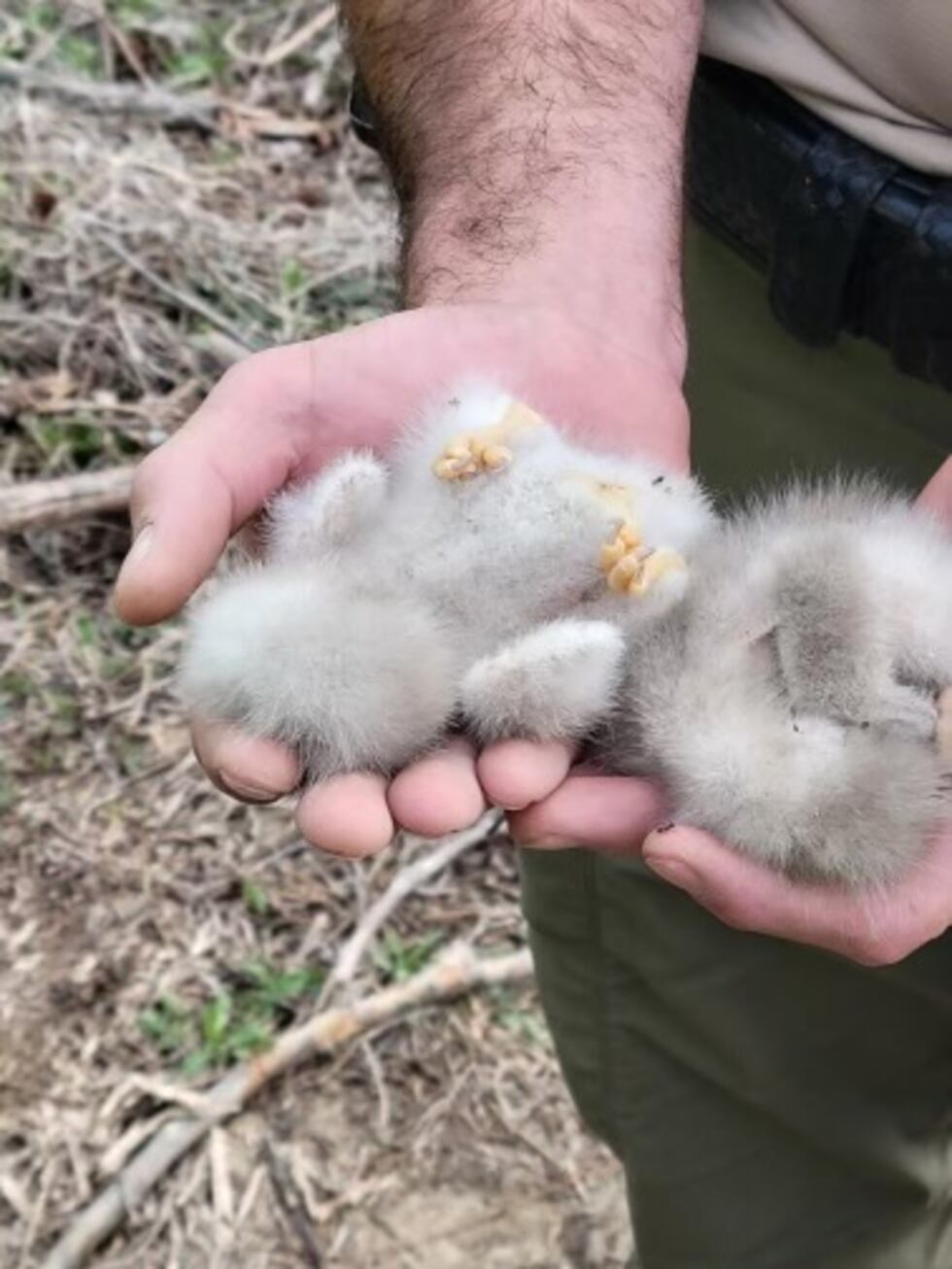 Dos aguiluchos murieron después de que fuertes vientos arrancaran un nido de águila calva de...