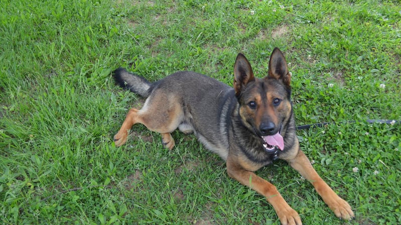 K-9 Beny