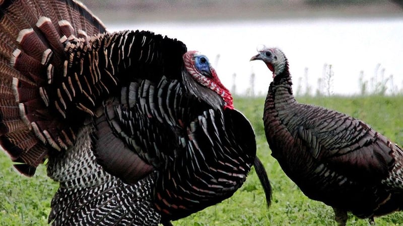 Turkeys not a bird flu risk