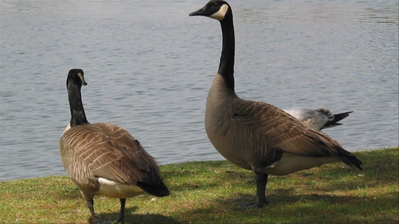 El Departamento de Conservación de Missouri (MDC) ha estado recibiendo informes de aves...